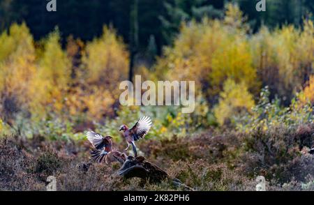 Les Jays eurasiens se battent dans une forêt d'automne colorée. Marnadal, sud de la Norvège, en octobre. Banque D'Images