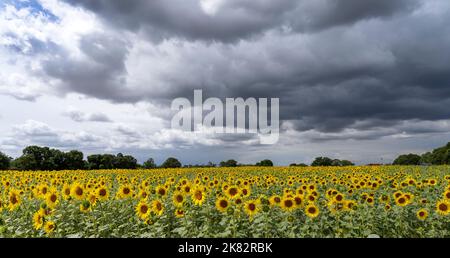 Gros plan de Sunflower Field dans le nord du Hampshire, Angleterre, Royaume-Uni - tournesols Banque D'Images