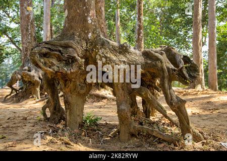 Les racines étranges des arbres anciens le long du lac Ba Om, une destination touristique célèbre à Tra Vinh, Vietnam Banque D'Images