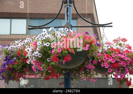 Panier à fleurs, Woking, Surrey, Royaume-Uni Banque D'Images