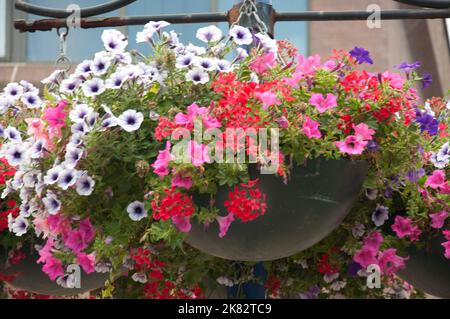 Panier à fleurs, Woking, Surrey, Royaume-Uni Banque D'Images