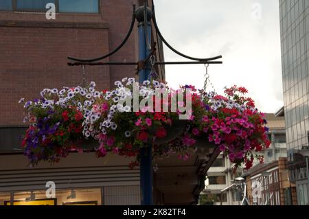 Panier à fleurs, Woking, Surrey, Royaume-Uni Banque D'Images