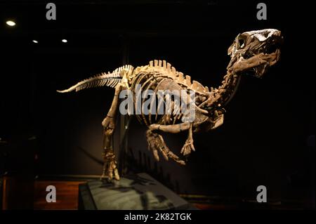 Vente aux enchères du squelette du dinosaure Zephyr à l'Hôtel Drouot, sur 20 octobre 2022 à Paris, France. Le squelette fossilisé d'un Zephyr, un dinosaure de la famille iguanodon qui vivait il y a plus de 150 millions d'années, a été vendu pour 535 000 euros. Découvert en 2019 aux États-Unis, au Colorado, il avait été estimé à 400 000 euros. Photo Laurent Zabulon/ABACAPRESS.COM Banque D'Images
