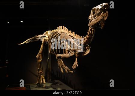 Vente aux enchères du squelette du dinosaure Zephyr à l'Hôtel Drouot, sur 20 octobre 2022 à Paris, France. Le squelette fossilisé d'un Zephyr, un dinosaure de la famille iguanodon qui vivait il y a plus de 150 millions d'années, a été vendu pour 535 000 euros. Découvert en 2019 aux États-Unis, au Colorado, il avait été estimé à 400 000 euros. Photo Laurent Zabulon/ABACAPRESS.COM Banque D'Images