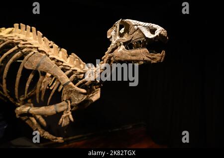 Vente aux enchères du squelette du dinosaure Zephyr à l'Hôtel Drouot, sur 20 octobre 2022 à Paris, France. Le squelette fossilisé d'un Zephyr, un dinosaure de la famille iguanodon qui vivait il y a plus de 150 millions d'années, a été vendu pour 535 000 euros. Découvert en 2019 aux États-Unis, au Colorado, il avait été estimé à 400 000 euros. Photo Laurent Zabulon/ABACAPRESS.COM Banque D'Images