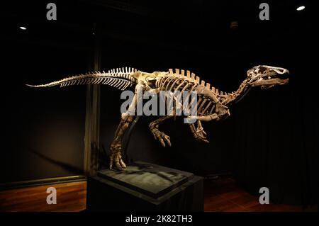 Vente aux enchères du squelette du dinosaure Zephyr à l'Hôtel Drouot, sur 20 octobre 2022 à Paris, France. Le squelette fossilisé d'un Zephyr, un dinosaure de la famille iguanodon qui vivait il y a plus de 150 millions d'années, a été vendu pour 535 000 euros. Découvert en 2019 aux États-Unis, au Colorado, il avait été estimé à 400 000 euros. Photo Laurent Zabulon/ABACAPRESS.COM Banque D'Images