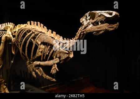 Vente aux enchères du squelette du dinosaure Zephyr à l'Hôtel Drouot, sur 20 octobre 2022 à Paris, France. Le squelette fossilisé d'un Zephyr, un dinosaure de la famille iguanodon qui vivait il y a plus de 150 millions d'années, a été vendu pour 535 000 euros. Découvert en 2019 aux États-Unis, au Colorado, il avait été estimé à 400 000 euros. Photo Laurent Zabulon/ABACAPRESS.COM Banque D'Images