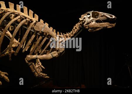 Vente aux enchères du squelette du dinosaure Zephyr à l'Hôtel Drouot, sur 20 octobre 2022 à Paris, France. Le squelette fossilisé d'un Zephyr, un dinosaure de la famille iguanodon qui vivait il y a plus de 150 millions d'années, a été vendu pour 535 000 euros. Découvert en 2019 aux États-Unis, au Colorado, il avait été estimé à 400 000 euros. Photo Laurent Zabulon/ABACAPRESS.COM Banque D'Images
