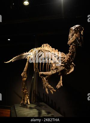 Vente aux enchères du squelette du dinosaure Zephyr à l'Hôtel Drouot, sur 20 octobre 2022 à Paris, France. Le squelette fossilisé d'un Zephyr, un dinosaure de la famille iguanodon qui vivait il y a plus de 150 millions d'années, a été vendu pour 535 000 euros. Découvert en 2019 aux États-Unis, au Colorado, il avait été estimé à 400 000 euros. Photo Laurent Zabulon/ABACAPRESS.COM Banque D'Images