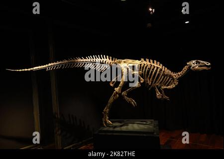 Vente aux enchères du squelette du dinosaure Zephyr à l'Hôtel Drouot, sur 20 octobre 2022 à Paris, France. Le squelette fossilisé d'un Zephyr, un dinosaure de la famille iguanodon qui vivait il y a plus de 150 millions d'années, a été vendu pour 535 000 euros. Découvert en 2019 aux États-Unis, au Colorado, il avait été estimé à 400 000 euros. Photo Laurent Zabulon/ABACAPRESS.COM Banque D'Images