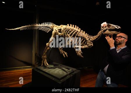 Vente aux enchères du squelette du dinosaure Zephyr à l'Hôtel Drouot, sur 20 octobre 2022 à Paris, France. Le squelette fossilisé d'un Zephyr, un dinosaure de la famille iguanodon qui vivait il y a plus de 150 millions d'années, a été vendu pour 535 000 euros. Découvert en 2019 aux États-Unis, au Colorado, il avait été estimé à 400 000 euros. Photo Laurent Zabulon/ABACAPRESS.COM Banque D'Images