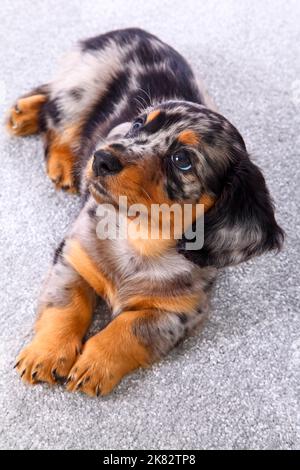 Mignon chiot Dachshund posé sur un tapis gris Banque D'Images