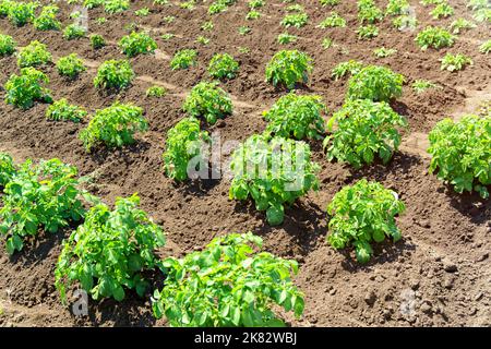 Les plantations de pommes de terre poussent dans le champ. Rangées de légumes. agriculture, agriculture. Mise au point sélective Banque D'Images