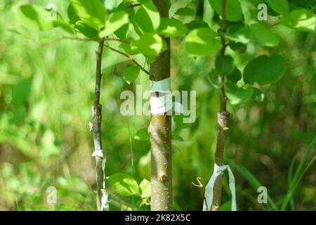 Tronc d'un jeune pommier. Branches d'un jeune pommier dans un jardin. Boutures vertes vivantes à la greffe de pommier Banque D'Images