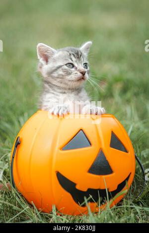 Broche Halloween Pailletée Chat Dans Citrouille Jack-O-Lantern - Neuf Avec étiquettes - Made In USA