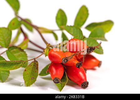 Hanches roses mûres isolées sur fond blanc Banque D'Images