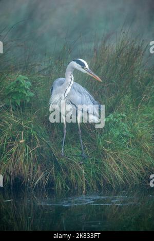 heron près d'un lac à la recherche de poissons pris dans un parc de brousse 18/10/2022 Banque D'Images
