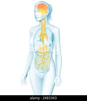 3D illustration montrant le cerveau actif et le nerf vagus énergétique (dixième nerf crânien ou CN X) et les organes internes d'une femme Banque D'Images