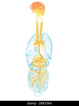 3D illustration montrant le cerveau actif et le nerf vagus énergétique (dixième nerf crânien ou CN X) et les organes internes d'une femme Banque D'Images