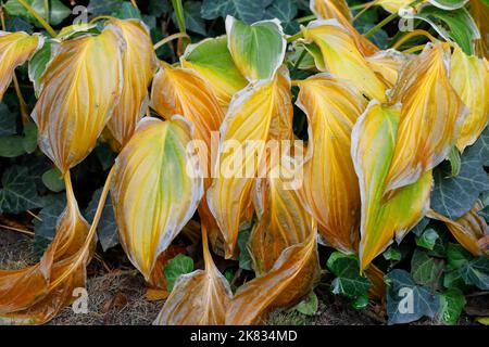 Les feuilles de hosta en décomposition dans le jardin d'automne Banque D'Images