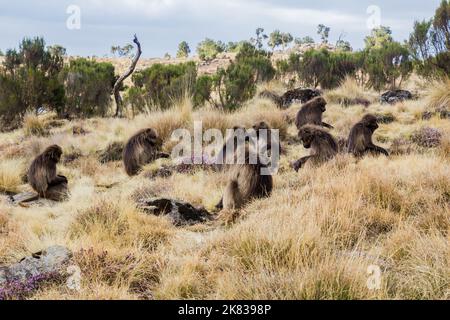 Singes gelada (Theropithecus gelada) dans les montagnes Simien, en Éthiopie Banque D'Images