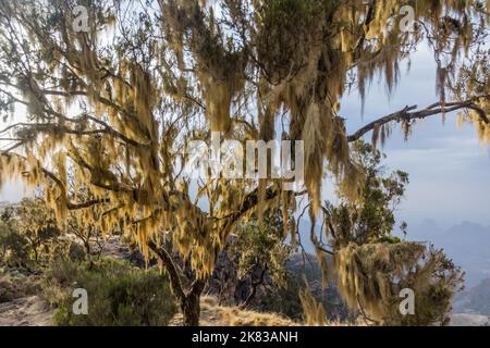 Lichens de barbe sur un arbre dans les montagnes Simien, Ethiopie Banque D'Images