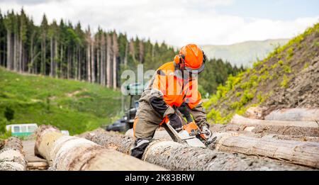 Un bûcheron travaille avec une tronçonneuse dans la forêt. Déforestation, concept de coupe forestière. Le bûcheron du coupe-bois est un arbre de tronçonneuse d'homme. Scie à bois arbre Banque D'Images