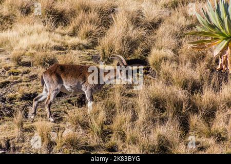 Walia ibex (Capra walie) dans les montagnes de Simien, en Éthiopie Banque D'Images