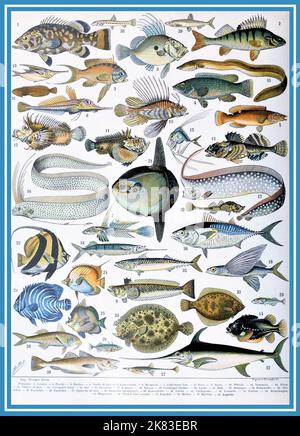Adolphe Philippe Millot - carte des poissons Banque D'Images