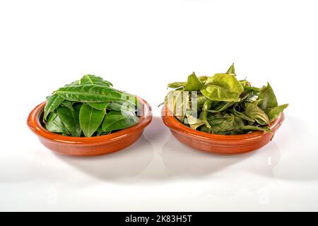 Deux pots d'argile avec des feuilles fraîchement récoltées de l'arbre de baie et d'autres déjà séchés isolés sur fond blanc Banque D'Images