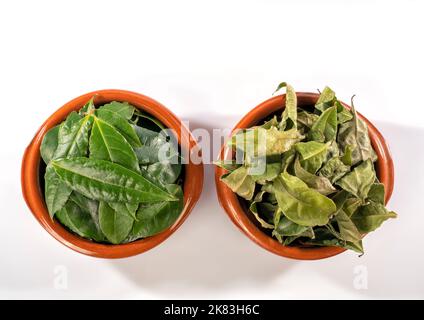 Deux pots d'argile avec des feuilles d'arbre de baie organique fraîchement récoltées et d'autres déjà séchées isolées sur fond blanc Banque D'Images