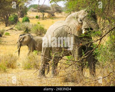 Groupe de la famille Elephant dans le parc national de Tarangire, Tanzanie, Afrique de l'est Banque D'Images