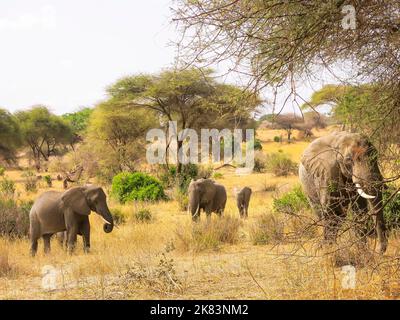 Groupe de la famille Elephant dans le parc national de Tarangire, Tanzanie, Afrique de l'est Banque D'Images