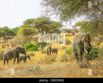 Groupe de la famille Elephant dans le parc national de Tarangire, Tanzanie, Afrique de l'est Banque D'Images