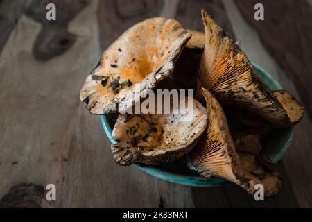 Chanterelles dans un bol sur une table en bois. Champignons d'automne. Banque D'Images