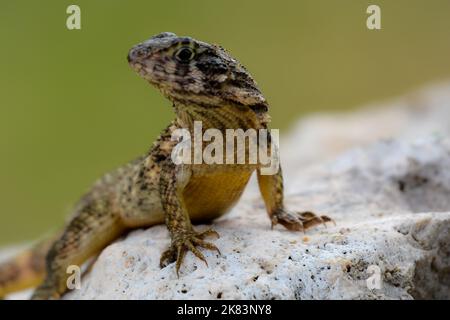 Un lézard à queue courbeuse se faisant prendre un peu de soleil à Cuba tout en se reposant sur des rochers de lave. Banque D'Images