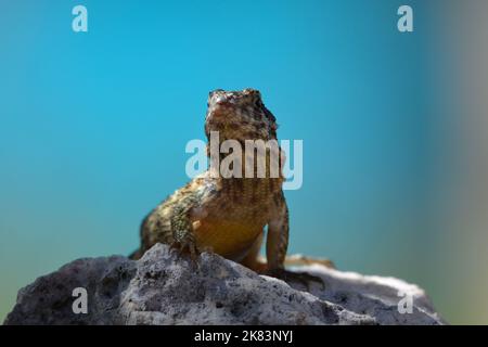 Un lézard à queue courbeuse se faisant prendre un peu de soleil à Cuba tout en se reposant sur des rochers de lave. Banque D'Images