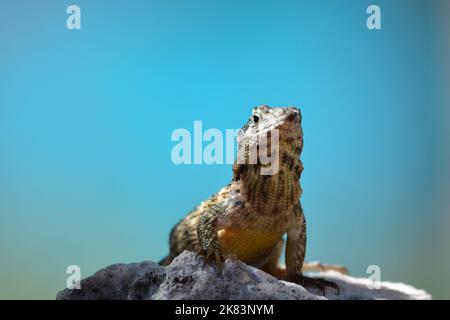 Un lézard à queue courbeuse se faisant prendre un peu de soleil à Cuba tout en se reposant sur des rochers de lave. Banque D'Images