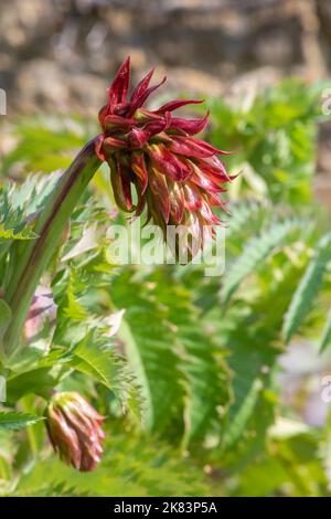 Gros plan d'une fleur de miel géante (majeure de mélianthus) en fleur Banque D'Images