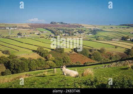 17.10.2022 Haworth, West Yorkshire, UK vue à Stanbury avec un mouton en premier plan Banque D'Images