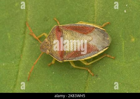 Gros plan détaillé sur un insecte de bouclier de gorge adulte coloré, Piezodorus lituratus assis sur la végétation Banque D'Images