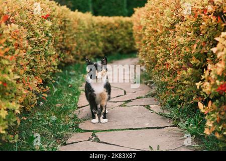 Beau chat avec un pelage multicolore inhabituel marchant à l'extérieur dans le parc d'automne. Le portrait de chat regardant dans l'appareil photo. Banque D'Images