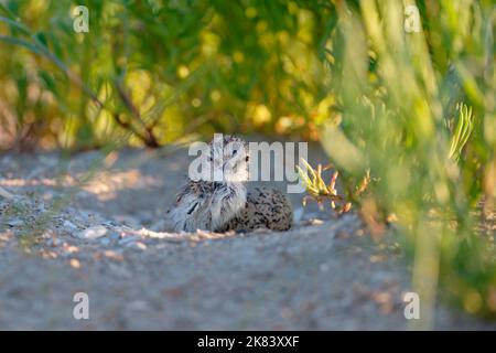 Kentish Plover (Charadrius Alexandrinus) poussin vient de naître sur son nid. Baie du mont Saint Michel, Manche, Normandie, France. Banque D'Images