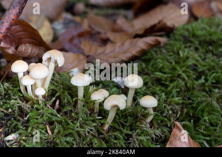 Un groupe de champignons à tête de soufre grisâtre sur mousse sur le fond de la forêt Banque D'Images