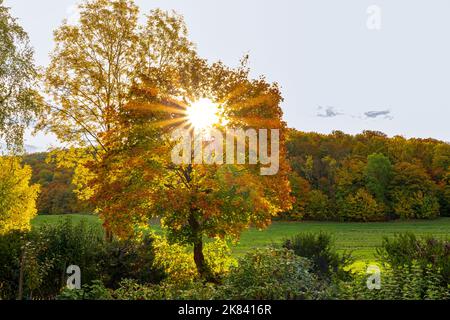 Érable aux feuilles d'automne colorées, soleil éclatant aux rayons du soleil étoilé Banque D'Images