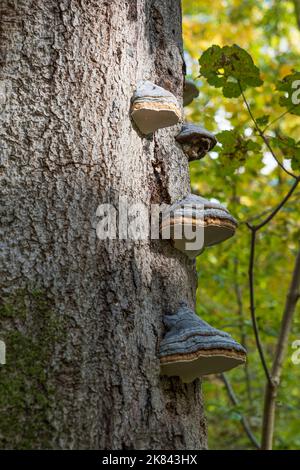 Un groupe d'éponge à bords rouges sur le tronc de l'arbre dans la forêt Banque D'Images