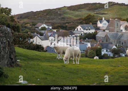 Pâturage des moutons sur la colline dans le paysage d'un petit village britannique au bord de la côte dans le nord du Devon. Banque D'Images