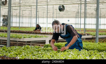 Préparateur de légumes biologiques afro-américains faisant le contrôle de la qualité pour les plantes vertes en serre inspectant les feuilles pour les dommages ou les ravageurs. Travailleur agricole dans l'environnement hydroponique à la recherche de la meilleure récolte dans la bio-ferme. Banque D'Images