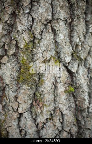 Macro d'écorce d'arbre. Photographier le bois en détail. Arrière-plan naturel. Texture des plantes. Banque D'Images