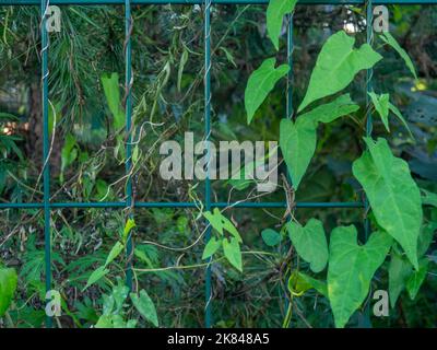 Ivy sur la clôture. Plante verte. Arrière-plan des branches. Feuillage. Fin de l'automne dans le sud Banque D'Images